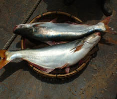 Pangsh Fish
